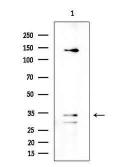 Invitrogen OR4K14 Polyclonal Antibody 100 &mu;L; Unconjugated:Antibodies,