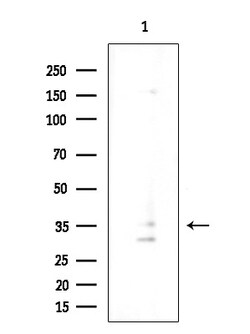 Invitrogen OR4K14 Polyclonal Antibody 100 &mu;L; Unconjugated:Antibodies,