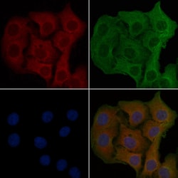 Invitrogen OR8G1 Polyclonal Antibody 100 &mu;L; Unconjugated:Antibodies,