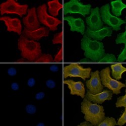Invitrogen OR8G5 Polyclonal Antibody 100 &mu;L | Buy Online | Invitrogen&trade; | Fisher Scientific