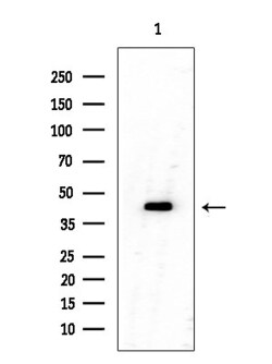 Invitrogen OR8I2 Polyclonal Antibody 100 &mu;L; Unconjugated:Antibodies,