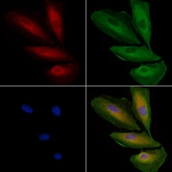 Invitrogen OR8J1 Polyclonal Antibody 100 &mu;L; Unconjugated:Antibodies,