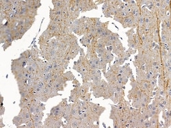 Invitrogen OR8S1 Polyclonal Antibody 100 &mu;L; Unconjugated:Antibodies,