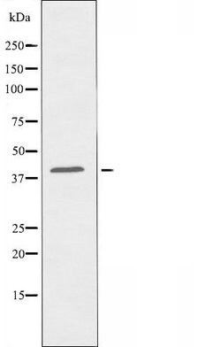 Invitrogen OR8S1 Polyclonal Antibody 100 &mu;L; Unconjugated:Antibodies,