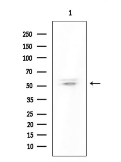 Invitrogen OR8S1 Polyclonal Antibody 100 &mu;L; Unconjugated:Antibodies,