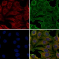 Invitrogen OR9A2 Polyclonal Antibody 100 &mu;L; Unconjugated:Antibodies,