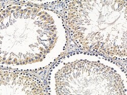 Invitrogen OR9A2 Polyclonal Antibody 100 &mu;L; Unconjugated:Antibodies,