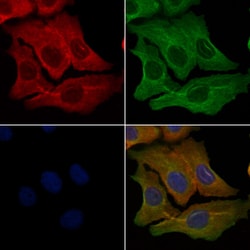 Invitrogen OR9Q2 Polyclonal Antibody 100 &mu;L; Unconjugated:Antibodies,