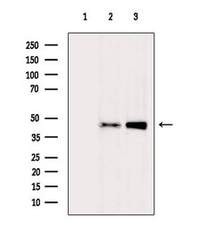 Invitrogen OR9Q2 Polyclonal Antibody 100 &mu;L; Unconjugated:Antibodies,