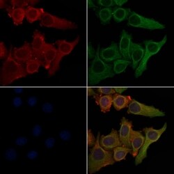 Invitrogen PTGIR Polyclonal Antibody 100 &mu;L; Unconjugated:Antibodies,