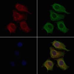 Invitrogen GPR10 Polyclonal Antibody 100 &mu;L; Unconjugated:Antibodies,