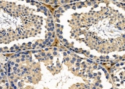 Invitrogen GPR10 Polyclonal Antibody 100 &mu;L; Unconjugated:Antibodies,