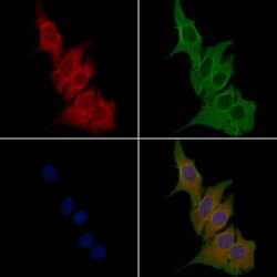 Invitrogen OR7E5P Polyclonal Antibody 100 &mu;L; Unconjugated:Antibodies,