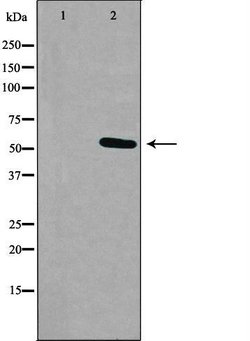 RXFP3 Polyclonal Antibody:Antibodies, Polyclonal
