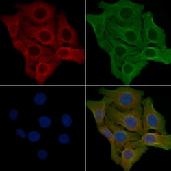 Invitrogen RXFP2 Polyclonal Antibody 100 &mu;L | Buy Online | Invitrogen&trade; | Fisher Scientific