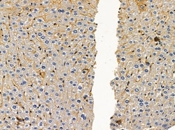Invitrogen RXFP2 Polyclonal Antibody 100 &mu;L | Buy Online | Invitrogen&trade; | Fisher Scientific