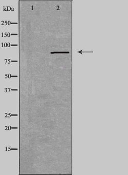 Invitrogen RXFP2 Polyclonal Antibody 100 &mu;L | Buy Online | Invitrogen&trade; | Fisher Scientific
