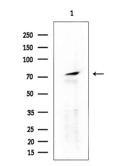 Invitrogen RXFP2 Polyclonal Antibody 100 &mu;L | Buy Online | Invitrogen&trade; | Fisher Scientific