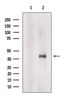 Invitrogen TMEM185A Polyclonal Antibody 100 &mu;L; Unconjugated:Antibodies,