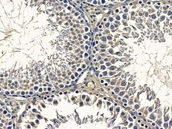 TAS2R8 Polyclonal Antibody, Invitrogen 100 &mu;L; Unconjugated:Antibodies,