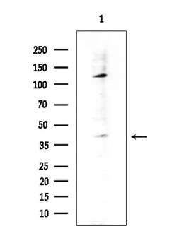 TAS2R8 Polyclonal Antibody, Invitrogen 100 &mu;L; Unconjugated:Antibodies,