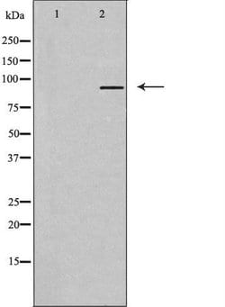 TAS1R3 Polyclonal Antibody:Antibodies, Polyclonal