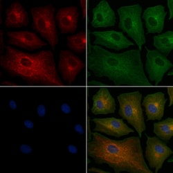 Invitrogen VN1R2 Polyclonal Antibody 100 &mu;L; Unconjugated:Antibodies,