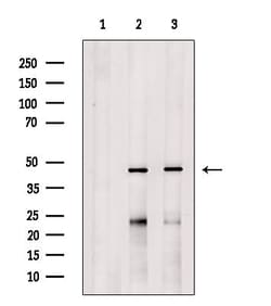 Invitrogen VN1R2 Polyclonal Antibody 100 &mu;L; Unconjugated:Antibodies,