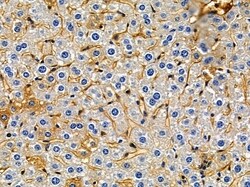 Invitrogen OR10G7 Polyclonal Antibody 100 &mu;L; Unconjugated:Antibodies,