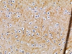 Invitrogen OR10G7 Polyclonal Antibody 100 &mu;L; Unconjugated:Antibodies,