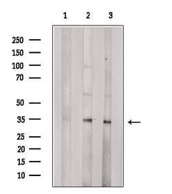 Invitrogen OR10G7 Polyclonal Antibody 100 &mu;L; Unconjugated:Antibodies,