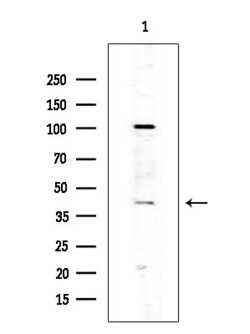 Invitrogen OR10J3 Polyclonal Antibody 100 &mu;L; Unconjugated:Antibodies,