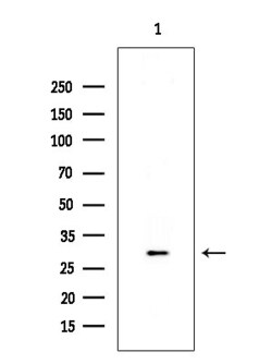 OR10R2 Polyclonal Antibody 100 &mu;L | Buy Online | Thermo Scientific | Fisher Scientific