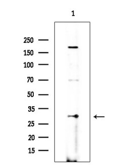 OR10R2 Polyclonal Antibody 100 &mu;L | Buy Online | Thermo Scientific | Fisher Scientific