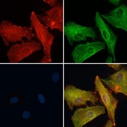 Invitrogen OR51B5 Polyclonal Antibody 100 &mu;L; Unconjugated:Antibodies,