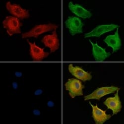 Invitrogen OR51H1P Polyclonal Antibody 100 &mu;L; Unconjugated:Antibodies,