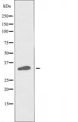 Invitrogen OR51H1P Polyclonal Antibody 100 &mu;L; Unconjugated:Antibodies,