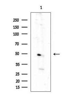 Invitrogen OR52A1 Polyclonal Antibody 100 &mu;L; Unconjugated:Antibodies,