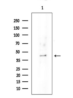 Invitrogen OR52E4 Polyclonal Antibody 100 &mu;L | Buy Online | Invitrogen&trade; | Fisher Scientific