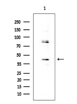 Invitrogen OR52E4 Polyclonal Antibody 100 &mu;L | Buy Online | Invitrogen&trade; | Fisher Scientific
