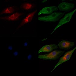 Invitrogen OR52E5 Polyclonal Antibody 100 &mu;L | Buy Online | Invitrogen&trade; | Fisher Scientific