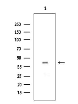Invitrogen OR12D3 Polyclonal Antibody 100 &mu;L; Unconjugated:Antibodies,