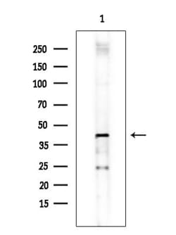Invitrogen OR12D3 Polyclonal Antibody 100 &mu;L; Unconjugated:Antibodies,