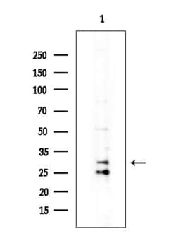 Invitrogen OR12D3 Polyclonal Antibody 100 &mu;L; Unconjugated:Antibodies,