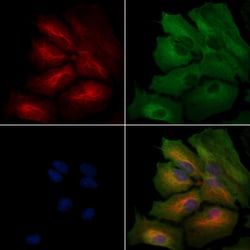 Invitrogen OR2F2 Polyclonal Antibody 100 &mu;L; Unconjugated:Antibodies,