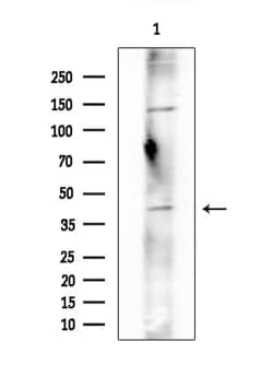 Invitrogen OR2F2 Polyclonal Antibody 100 &mu;L; Unconjugated:Antibodies,