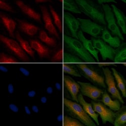 Invitrogen OR51A4 Polyclonal Antibody 100 &mu;L; Unconjugated:Antibodies,