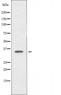 Invitrogen OR51A4 Polyclonal Antibody 100 &mu;L; Unconjugated:Antibodies,