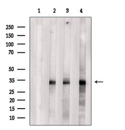 Invitrogen OR51B2 Polyclonal Antibody 100 &mu;L; Unconjugated:Antibodies,