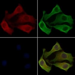 Invitrogen OR5D16 Polyclonal Antibody 100 &mu;L; Unconjugated:Antibodies,
